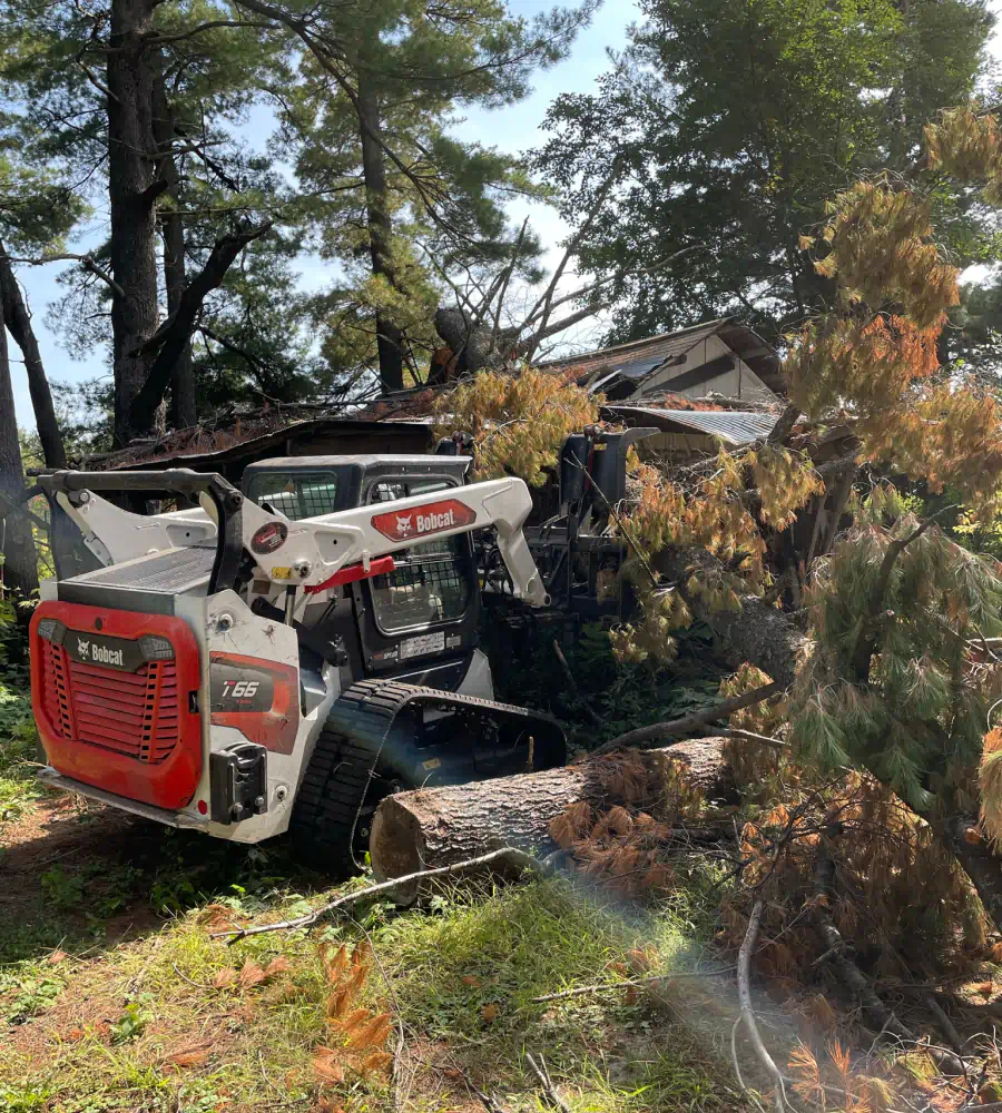 service tree removal work